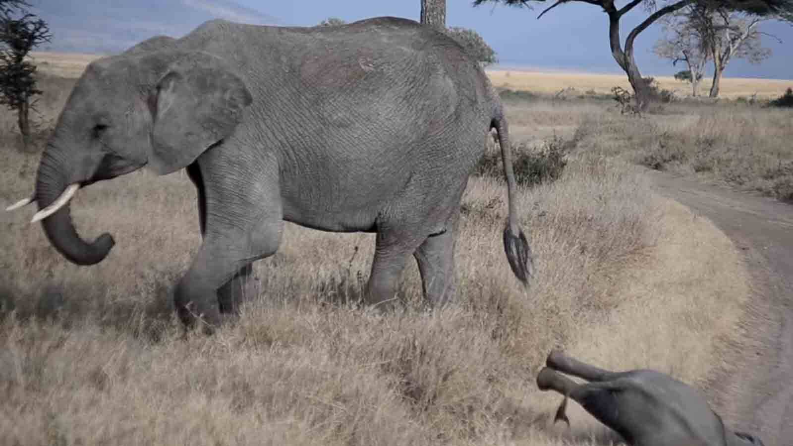 Vídeo: elefantinho faz birra e adultos reagem da melhor maneira possível. Foto: Reprodução Youtube