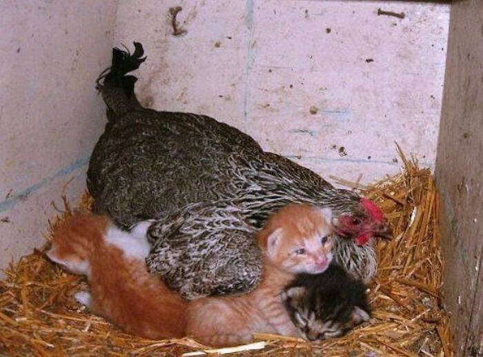 10 fotos comprovam que as galinhas são as melhores mães adotivas do reino animal