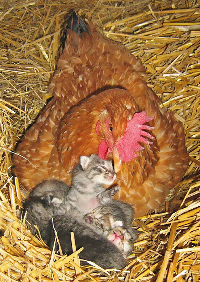 10 fotos comprovam que as galinhas são as melhores mães adotivas do reino animal