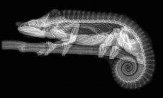 Como você nunca viu: zoo divulga imagens incríveis de radiografias de animais
