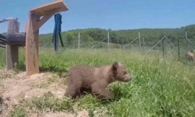 Vídeo: Filhote de urso brinca ao ar livre pela primeira vez após ser resgatado