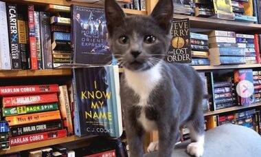 Livraria no Canadá tem gatinhos para os brincar com clientes