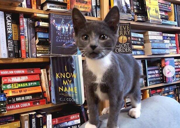 Livraria no Canadá tem gatinhos para os brincar com clientes