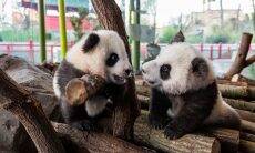Zoológico de Berlim apresenta filhotes de panda gêmeos pela 1ª vez