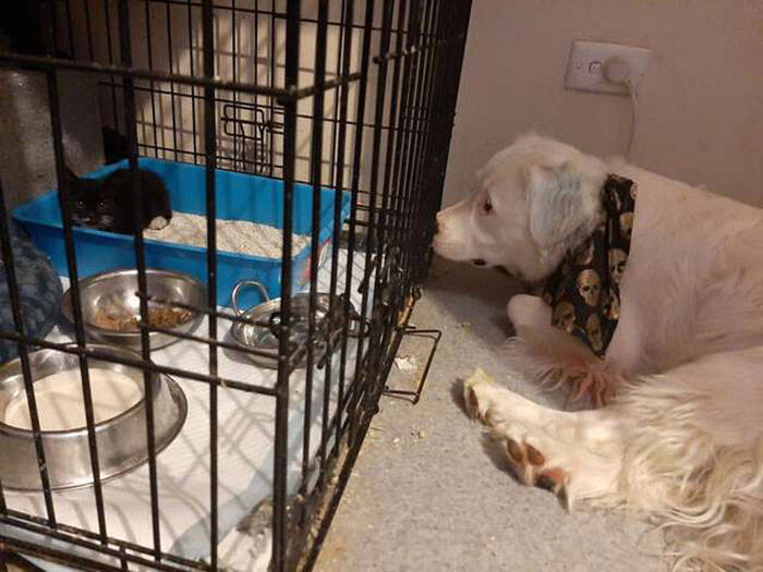 Mesmo cego e surdo, cão cuida de outros animais resgatados