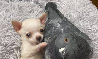 Pombo e chihuahua fazem amizade em abrigo de animais