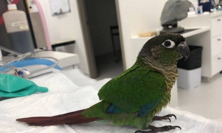 Veterinária cria novas asas para papagaio que não podia voar