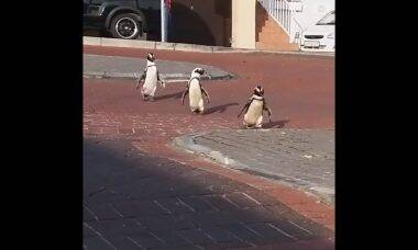 Pinguins são flagrados passeando por cidade da África do Sul