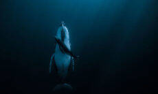Foto de baleia dormindo leva prêmio de US$ 120 mil em concurso