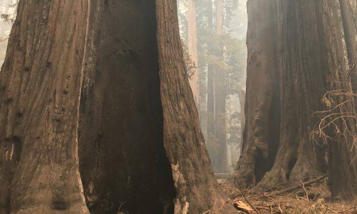 Árvores de 2 mil anos resistem a incêndio florestal nos EUA