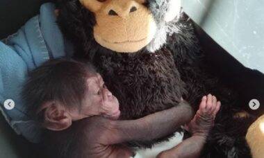 Chimpanzé adotado por pelucia ganha nova família
