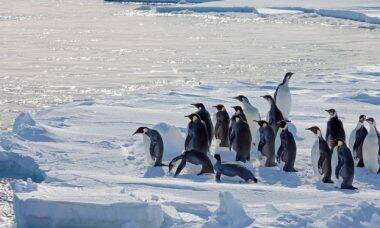 Satélite revela novas colônias de pinguins na Antártida