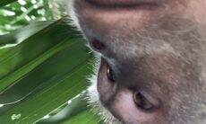 Macaco rouba celular e é identificado pelas selfies