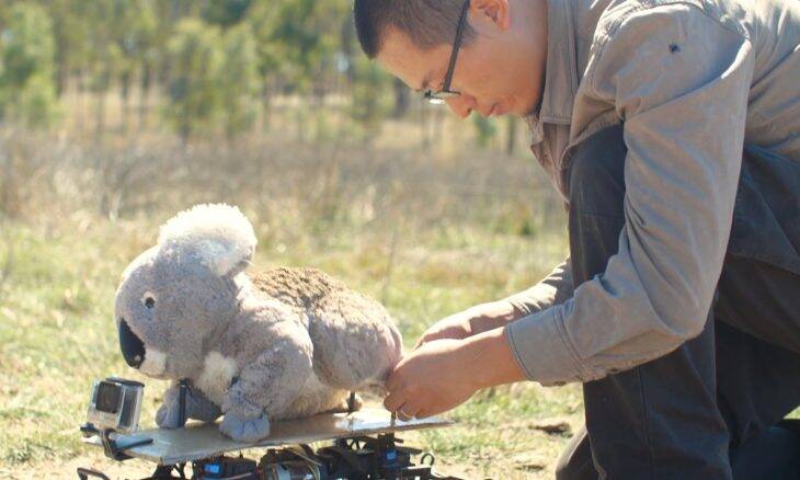 Coala de pelúcia vira ferramenta para investigar animais reais