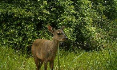 Área da Ford em Tatuí serve de habitat para 368 espécies de animais