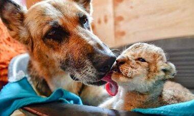 Cachorra adota filhotes de leão em zoológico da Rússia