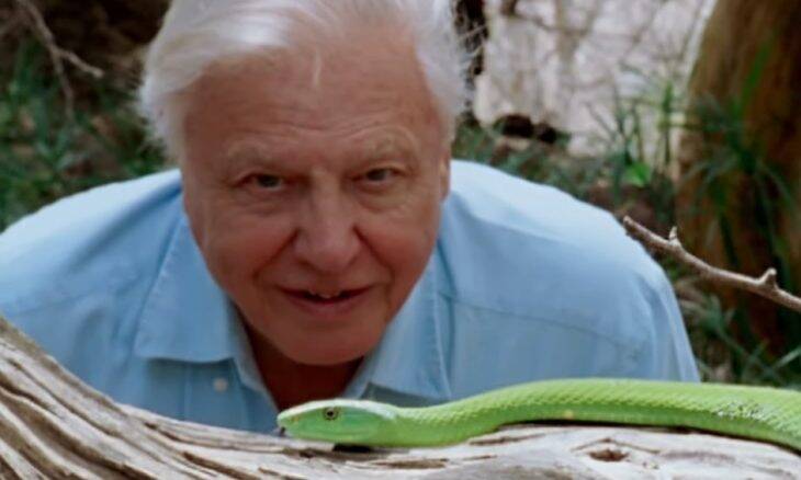 Documentário "David Attenborough e Nosso Planeta" estreia no domingo (4) na Netflix
