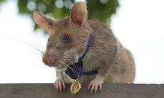 Rata detectora de minas ganha medalha no Reino Unido