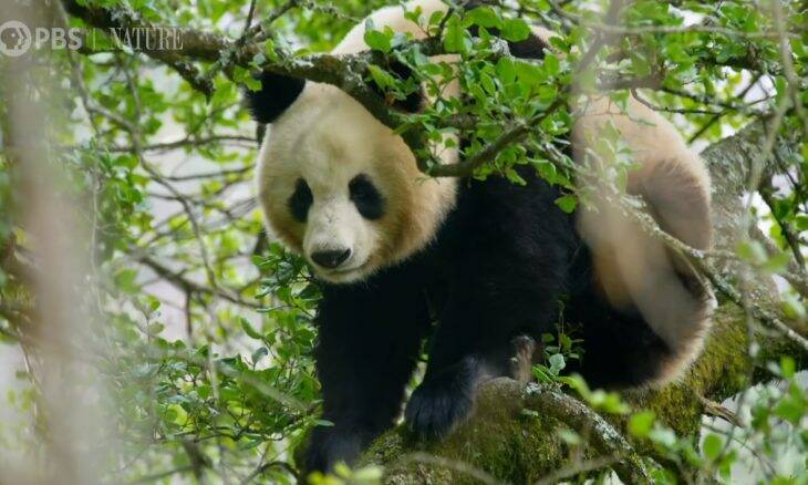 Pandas são flagrados acasalando em habitat natural pela primeira vez