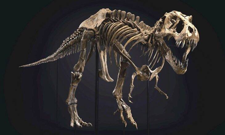 Fóssil de T-Rex é vendido por US$ 31,8 milhões e bate recorde