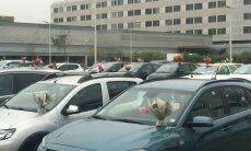Florista distribui buquês de flores em estacionamento de hospital