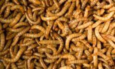 Europa libera venda de larva de besouro como alimento