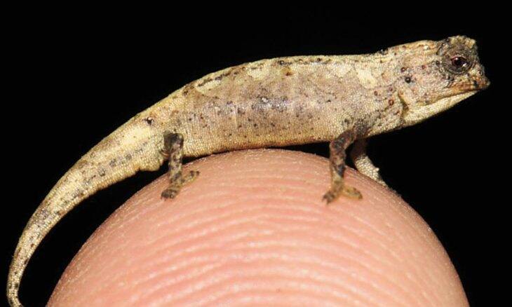 Menor camaleão do mundo mede pouco mais de 2 cm