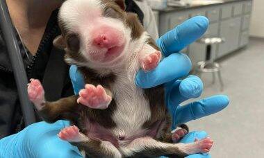 Cachorro de seis patas nasce em hospital veterinário nos EUA