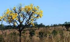 Projetos de conservação do Cerrado podem receber até US$ 30 mil