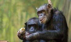 Zoológico organiza reuniões no Zoom para entreter chimpanzés durante a pandemia