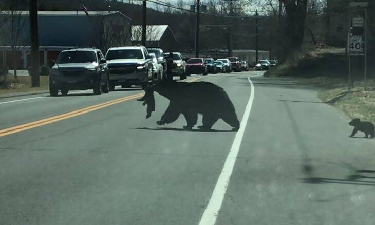 Vídeo: Ursa para o trânsito para tirar filhotes da estrada