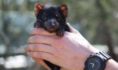 Diabos-da-tasmânia voltam a nascer na Austrália após 3.000 anos