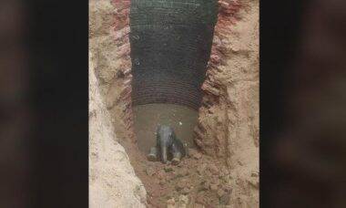 Filhote de elefante é resgatado após cair dentro de poço