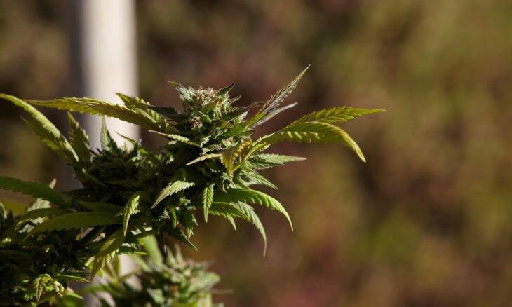 Comissão da Câmara aprova plantio da cannabis para fins medicinais