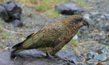 Papagaio-da-nova-zelândia virou ave alpina para fugir dos humanos