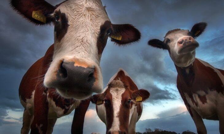 Startup britânica cria máscara para vacas que transforma arroto em vapor de água