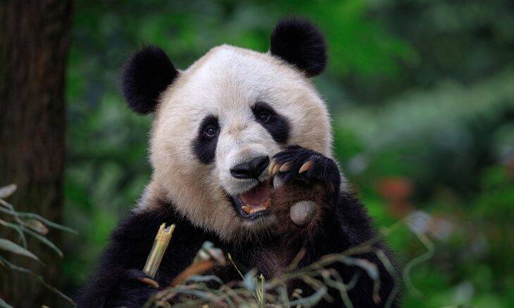 Panda gigante escapa da lista de animais em extinção