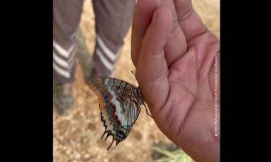 Vídeo: afetada por incêndio, borboleta bebe água das mãos de socorrista