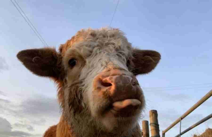 Perfil no Twitter posta diariamente fotos de vacas em poses "fofas"