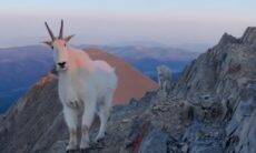 Alpinista tem encontro com cabras-da-montanha em escalada