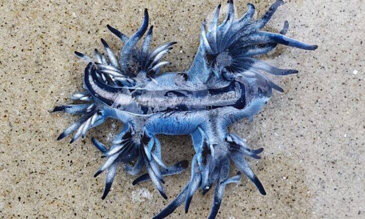 Molusco 'dragão azul' impressiona banhista do litoral de SP