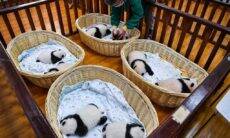 Oito filhotes de panda são reunidos para sessão de fotos
