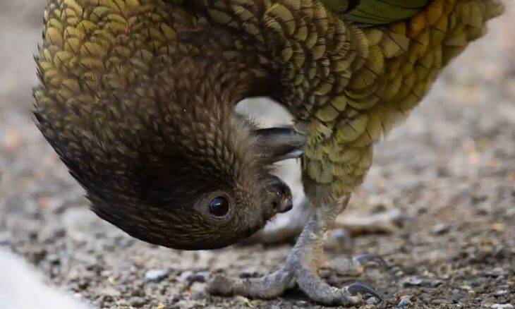 Papagaio sem bico aprende a limpar penas com a língua e pedras