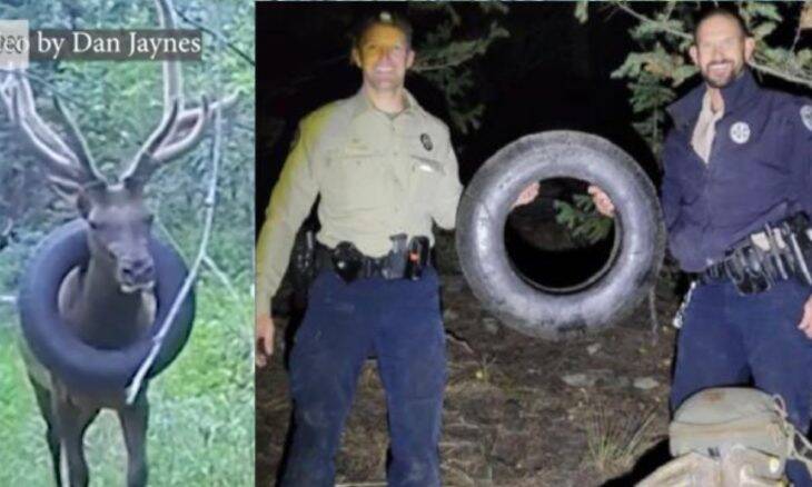 Guardas florestais consegue remover pneu preso em cervo há dois anos