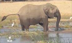 Vídeo flagra momento que em elefanta esmaga crocodilo para salvar filhotes