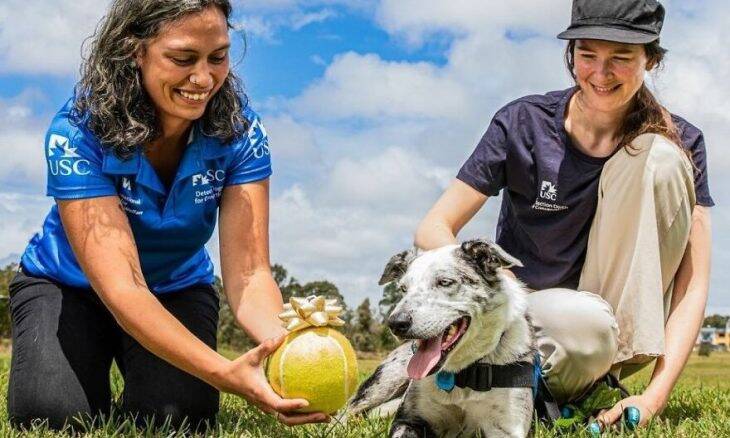 Cachorro que salvou mais de 100 coalas de incêndio recebe prêmio
