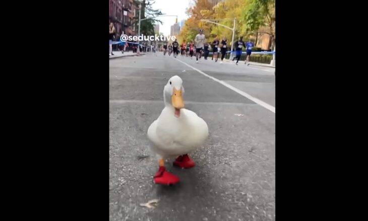Pato fica famoso ao "correr" a Maratona de Nova York