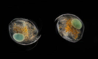 Curta mostra o mundo dos microrganismos marinhos