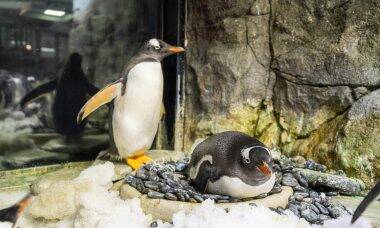 Casal de pinguins gays comemora três anos de relacionamento