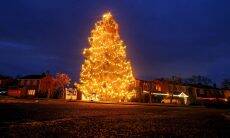 Árvore de Natal plantada há 43 anos vira pinheiro gigante